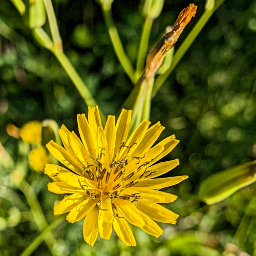 Crepis pulchra, photograph 6