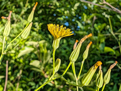 Crepis pulchra, photograph (c) Philippe Hornus, some rights reserved (CC BY)