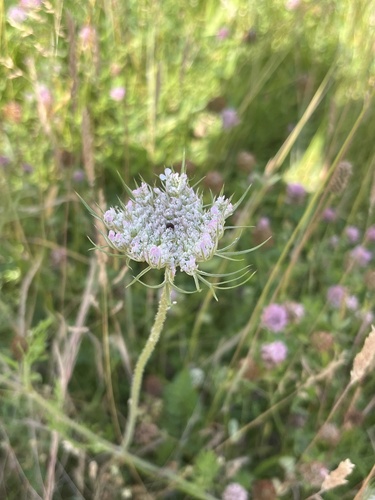 wild carrot