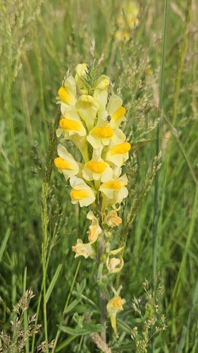 common toadflax