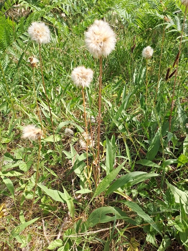 Viper's-grass