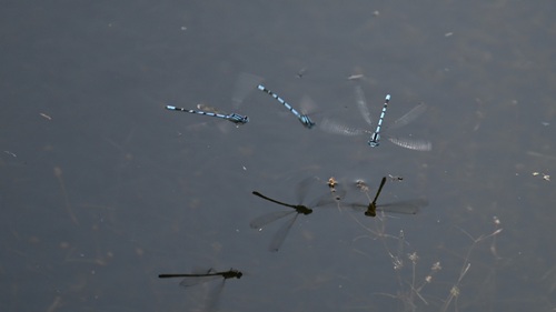 Common Blue Damselfly