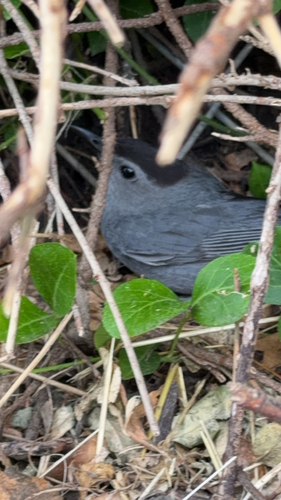 Gray Catbird