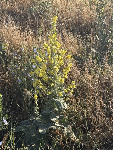 Hoary Mullein