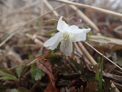 Anemonoides amurensis