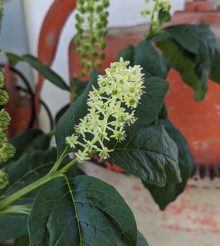 Indian Pokeweed