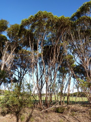 Eucalyptus phenax compressa