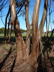 Eucalyptus phenax compressa