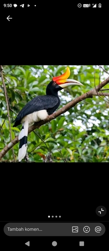Rhinoceros Hornbill