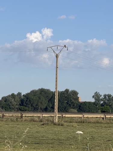 Black Kite