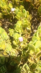 Monechma mollissimum