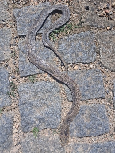 Ladder Snake