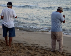 Sphoeroides annulatus