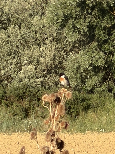 European Stonechat