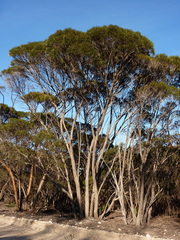 Eucalyptus cneorifolia