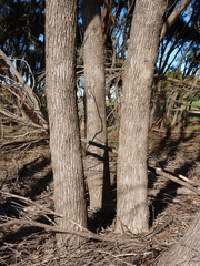Eucalyptus cneorifolia