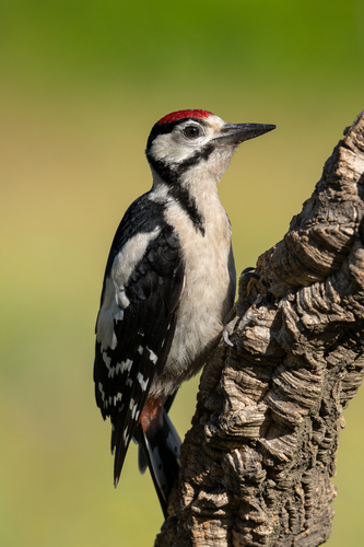 Great Spotted Woodpecker