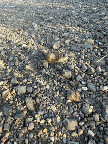 Garden Snail