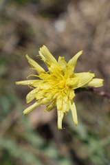Takhtajaniantha crispa