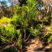 Persoonia tenuifolia - Photo (c) Martin Bennett, algunos derechos reservados (CC BY-NC), subido por Martin Bennett