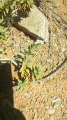 Jamesbrittenia maxii