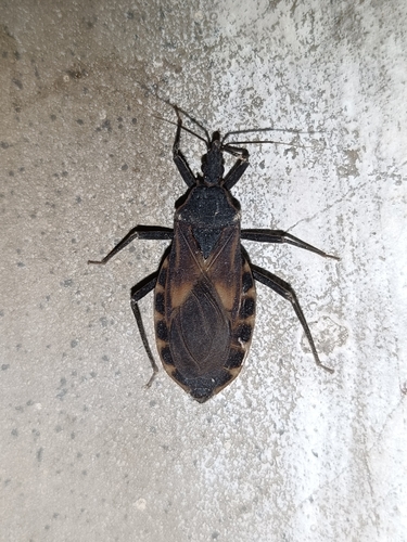 Large Kissing Bug