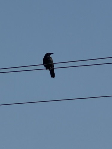Carrion Crow