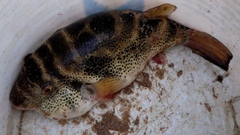 Sphoeroides annulatus