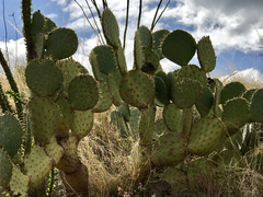 Opuntia chlorotica