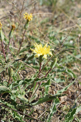 Takhtajaniantha crispa