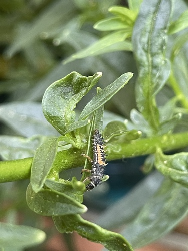 Asian Lady Beetle