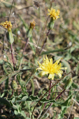 Takhtajaniantha crispa