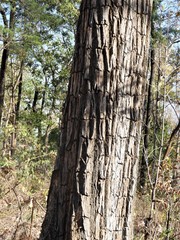 Terminalia elliptica