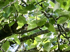 Carduelis carduelis