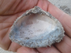 Crassula aequilatera