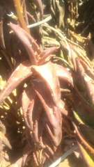 Aloe pearsonii
