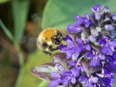 Bombus pascuorum