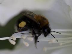 Bombus hypnorum