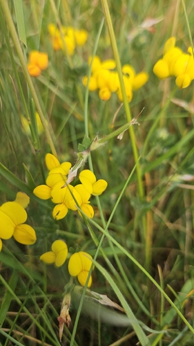 bird's-foot trefoil