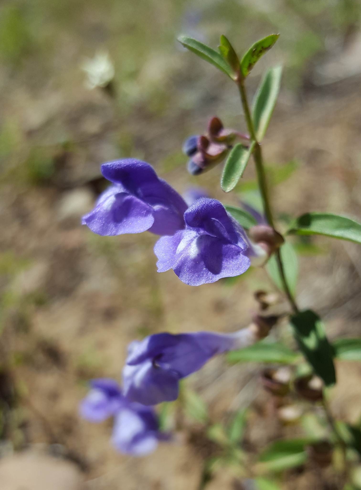 Scutellaria angustifolia ssp. angustifolia