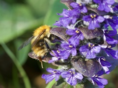 Bombus pascuorum