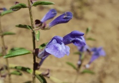 Scutellaria angustifolia angustifolia