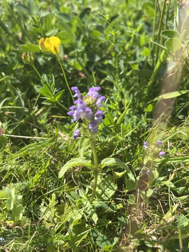common selfheal
