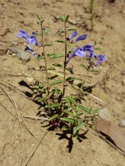 Scutellaria angustifolia angustifolia