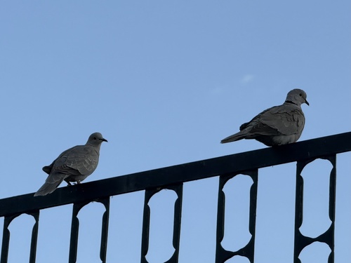 Eurasian Collared-Dove