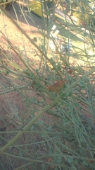 Adenolobus garipensis