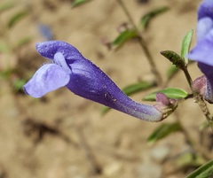 Scutellaria angustifolia angustifolia