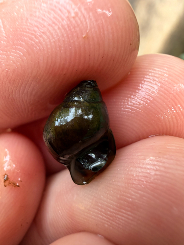 Leptoxis carinata observed 2026-06-25