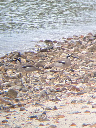 Beach Stone-curlew