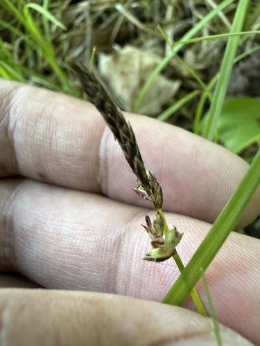 Carex pensylvanica, photograph 2